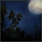 Moonlight serenade ..