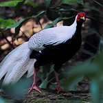 Silver Pheasant