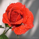 Le rosse del mio giardino Buon weekend a tutti 🌹