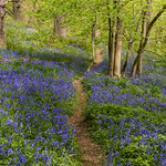 Another bluebell forest