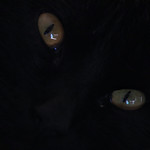 Cats Eyes