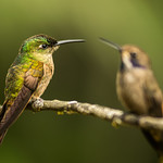 Heliodoxa rubinoides - Diamante Pechigamuza - Fawn-breasted Brilliant