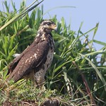 Busardo-negro Norte&ntilde;o | Common Black Hawk (Buteogallus anthracinus)