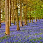 Bluebell Woods, The Spinney, Greys Court, Henley on Thames, Oxfordshire