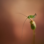 R&eacute;v&eacute;rence