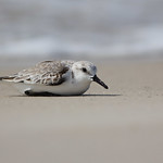 Sanderling
