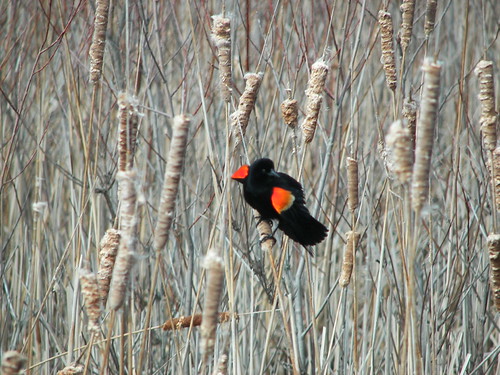 Redwing Blackbird