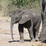 African elephant calf