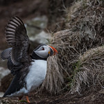 Puffin3