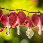 Bleeding Hearts . . .