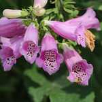 San Antonio Botanical Gardens 2