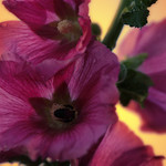 Hollyhock