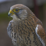 Common Kestrel