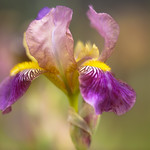Bearded Iris 'Sambucina'
