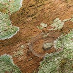 Lichen Moth Pupa (Arctiinae), Singapore