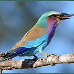 Gewone Troupant / Lilac-breasted Roller (Coracias caudatus).