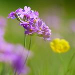 P&aring; sommar&auml;ngen