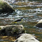 Grey Wagtail Hubberholme
