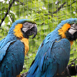 Couple of macaws