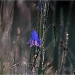 Das PolenzGl&ouml;ckchen