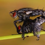 Flesh Fly (Sarcophagidae) 260617 (5)