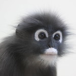 Brillangoer in Burgers' zoo