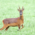 Roe buck
