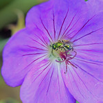 Inspect the Horticulture