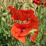 Papaver rhoeas