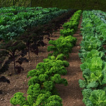 Heligan - the kitchen garden