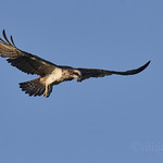 Fischadler / Osprey / Pandion haliaetus