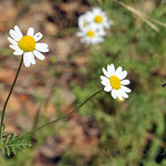 Daisy Patch