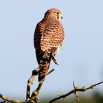 Kestrel (Female)