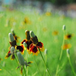 Summer Symphony 🎵