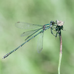 Damselfly