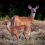 White-Tailed Deer: My Neighbors