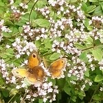 Aug2017 094 More Gatekeepers - Maniola tithonus
