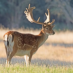 Fallow Deer Buck