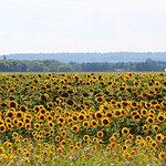 Invasion of the sunflowers