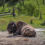Bison off of Firehole Lake Drive (Yellowstone NP)