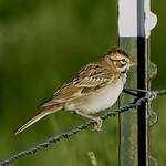 Lark Sparrow--Chondestes gammacus