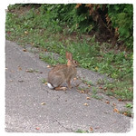 cottontail