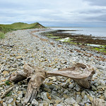 Driftwood on the beach at Lindisfarne.