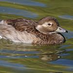 Long-tailed Duck [Female Summer]