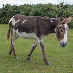 Donkey, Stoney Cross, New Forest, Hampshire, UK