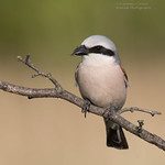 Male Red Backed Shrike - Lanius collurio