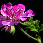 Geranium