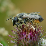 Megachile willughbiella