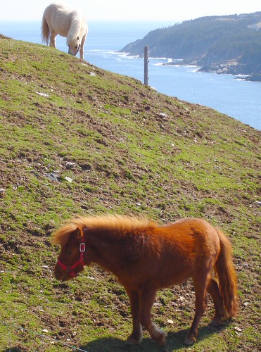 Hillside Grazing