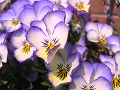 Pansies